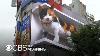 3d Digital Billboard Image Of A Giant Cat Draws Attention In Tokyo